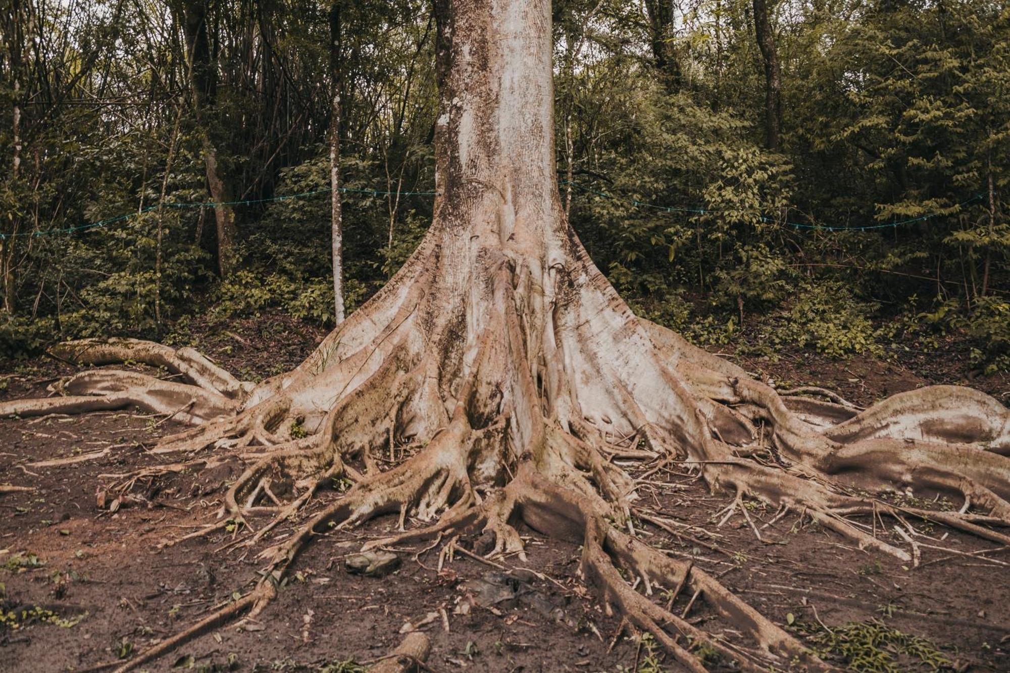 בית הארחה בויטובה 	Fazenda Bosque Belo Bagua מראה חיצוני תמונה